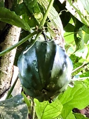 Passifloraceae