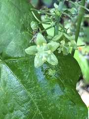 Passifloraceae