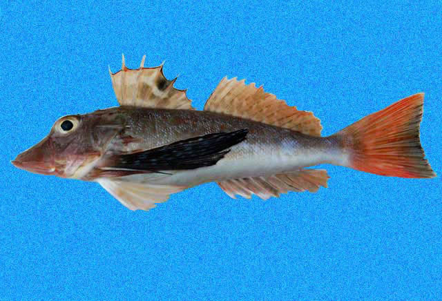 Bigeye Searobin