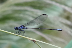 Argia frequentula