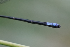 Argia frequentula
