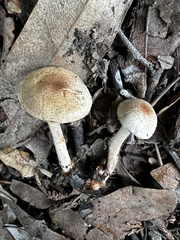 Lepiota thiersii