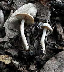 Lepiota thiersii
