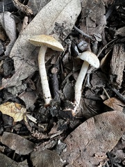Lepiota thiersii