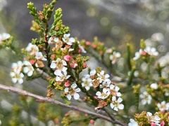 Baeckea brevifolia