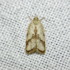 Oligoloba severa
