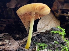Pluteus vellingae