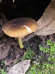 Pluteus vellingae