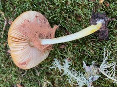Pluteus vellingae