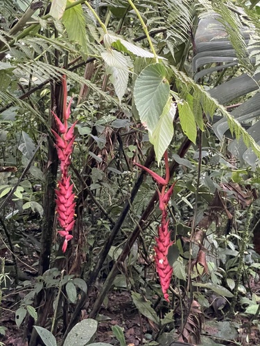 Heliconia ramonensis (Heliconia ramonensis)