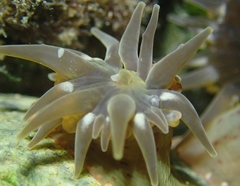 Anthopleura mariae