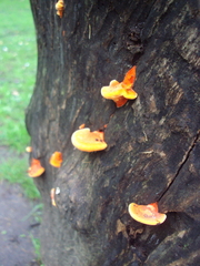 Pycnoporus sanguineus image