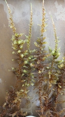 Calliergon megalophyllum