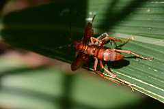 Poecilopompilus