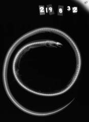 Sooty Eel photo 5
