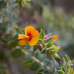 Pultenaea spinosa