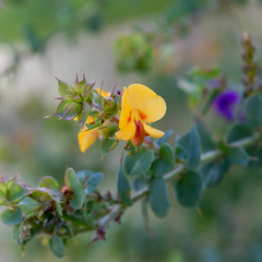 Pultenaea spinosa