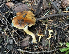 Pholiota brunnescens