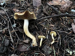 Pholiota brunnescens