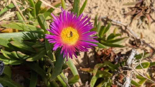 Angular sea-fig (Carpobrotus glaucescens)