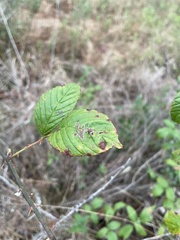 Rubus argutus