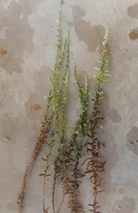 Calliergon megalophyllum