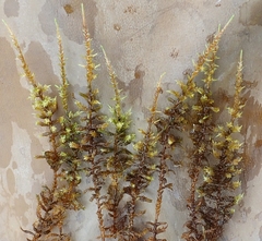 Calliergon megalophyllum