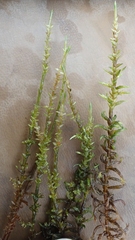 Calliergon megalophyllum