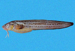 Crested Cusk-Eel photo 1