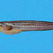 Crested Cusk Eel - Photo (c) Robertson Ross, some rights reserved (CC BY-NC-SA)