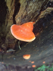 Pycnoporus sanguineus image