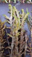 Hamatocaulis lapponicus