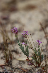 Comesperma polygaloides