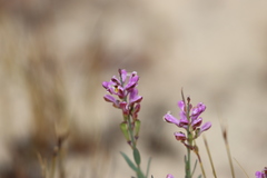 Comesperma polygaloides