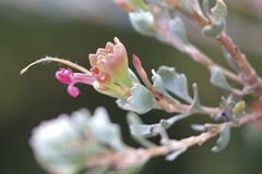 Adenanthos cuneatus