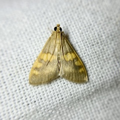 Rehimena surusalis