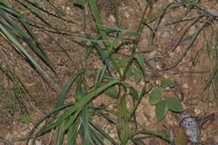 Eryngium longifolium
