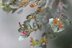 Adenanthos cuneatus