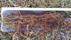 Hamatocaulis lapponicus