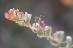 Adenanthos cuneatus