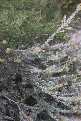 Adenanthos cuneatus