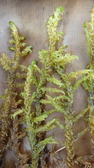 Hamatocaulis lapponicus