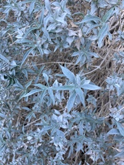 Salvia funerea