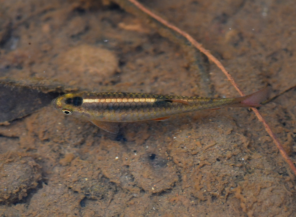 Lebiasina ortegai