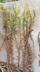 Hamatocaulis lapponicus