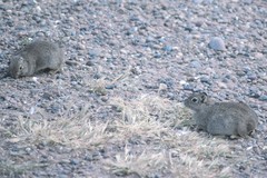 Microcavia australis