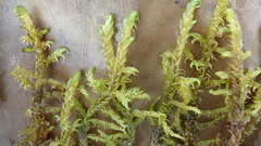 Hamatocaulis lapponicus
