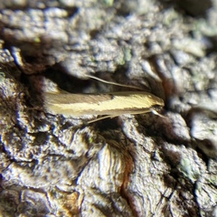 Opogona stenocraspeda