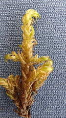 Hamatocaulis lapponicus