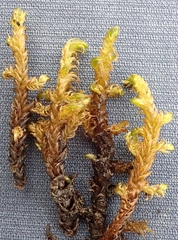 Hamatocaulis lapponicus